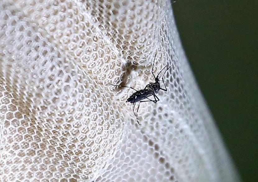 Nyamuk Aedes aegypti penyebab demam berdarah. Warga Bandung Diminta Perhatikan Talang Air Antisipasi DBD