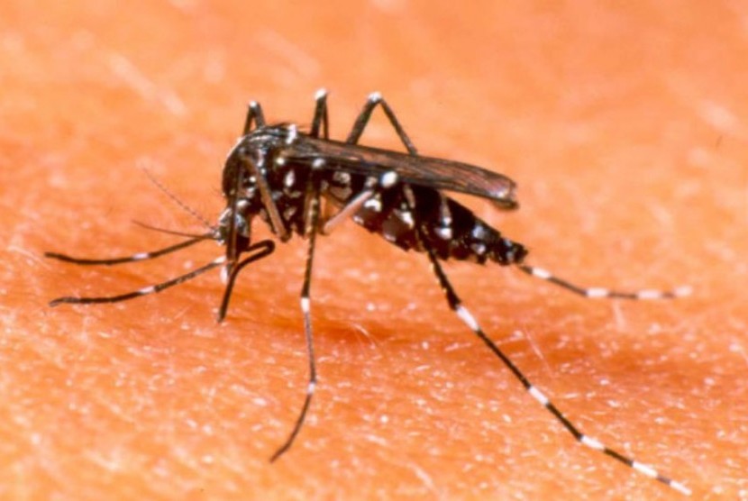 Nyamuk Aedes Aigypti