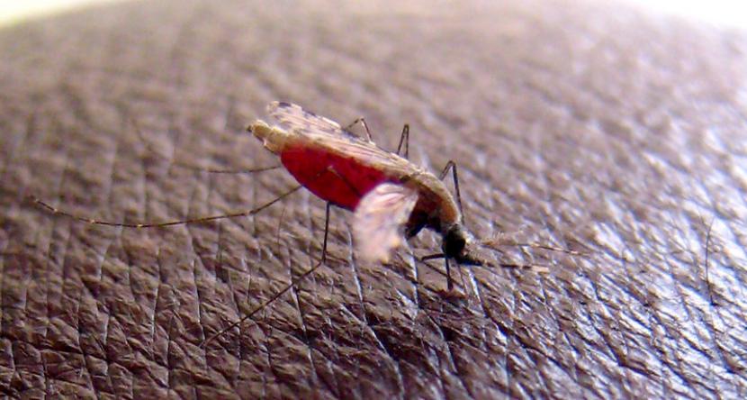 Nyamuk Anopheles gambiae, vektor dari parasit malaria, menyedot darah ketika mengigit.