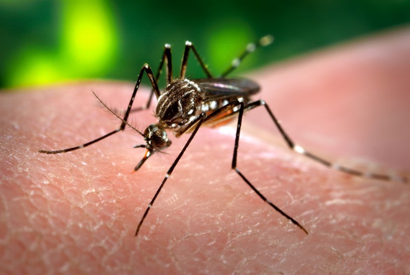 Nyamuk demam berdarah. Badan Pengawas Obat dan Makanan (BPOM) telah menyetujui Vaksin Dengue Tetravalen dari Takeda untuk digunakan pada individu berusia enam hingga 45 Tahun. 