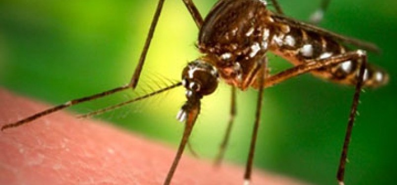 Hasil Riset Nyamuk  Tanpa Sperma Dapat Hentikan Malaria  