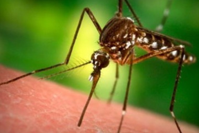 Dinas Kesehatan Provinsi Kepulauan Bangka Belitung (Babel) menyebutkan aktivitas penambangan bijih timah rakyat marak sebagai pemicu kasus malaria 2022 mencapai 123 orang. (ilustrasi).