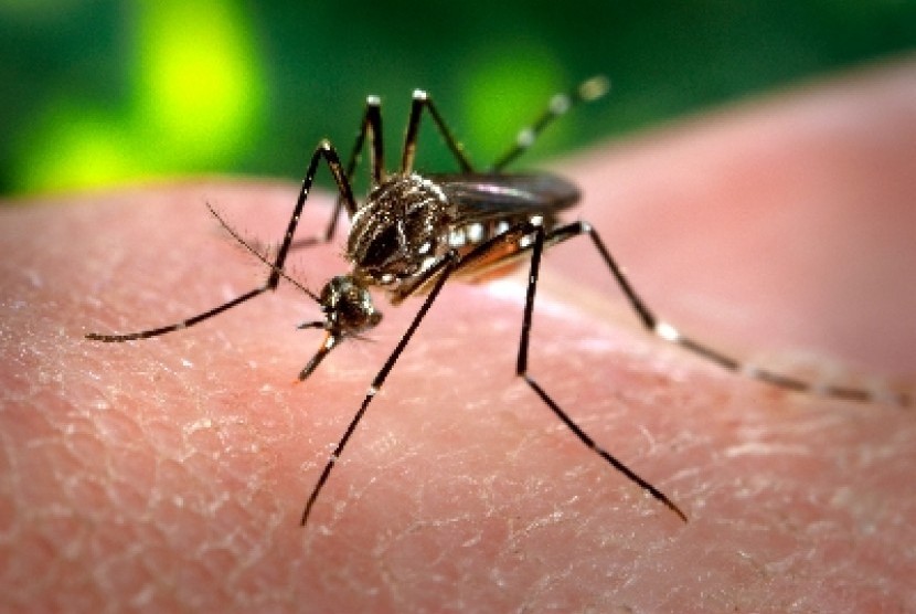 Kelambu Antimalaria di Papua Didistribusikan Secara Massal 