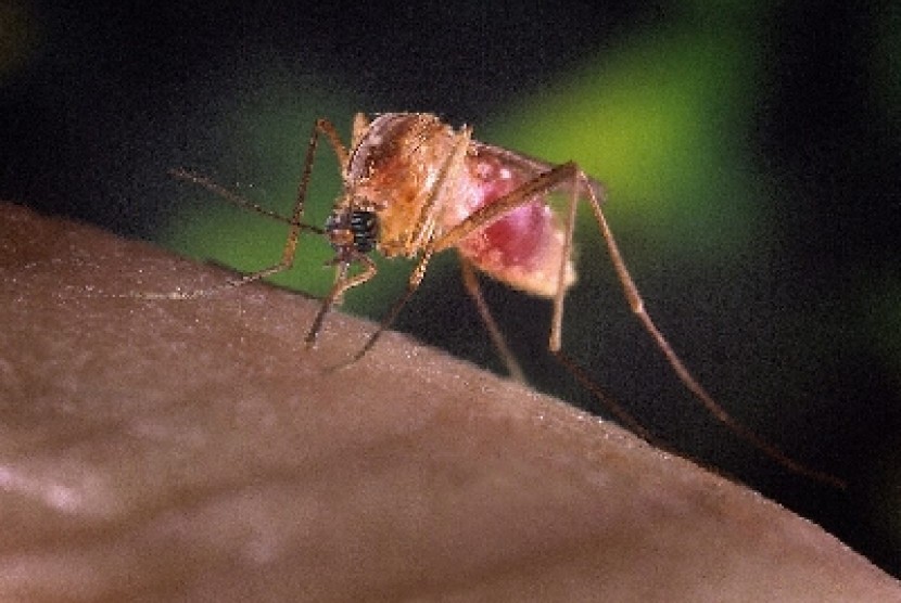 Nyamuk Malaria. Ghana Negara Pertama Setujui Vaksin Malaria dari Oxford