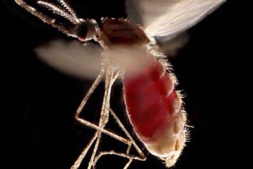 Nyamuk Malaria (ilustrasi).