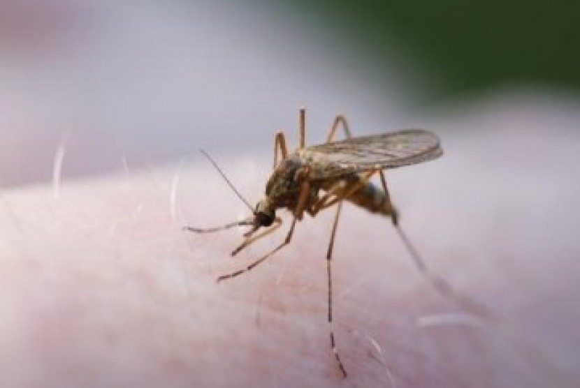 Nyamuk pembawa penyakit malaria