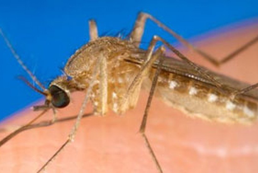 Nyamuk penyebab virus West Nile. Virus ini menginfeksi sedikitnya 100 orang di Israel.