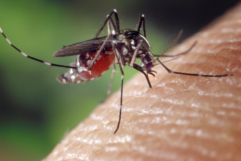 Nyamuk zika. Ilustrasi. Belum ada bukti bahwa nyamuk dapat menularkan virus corona.