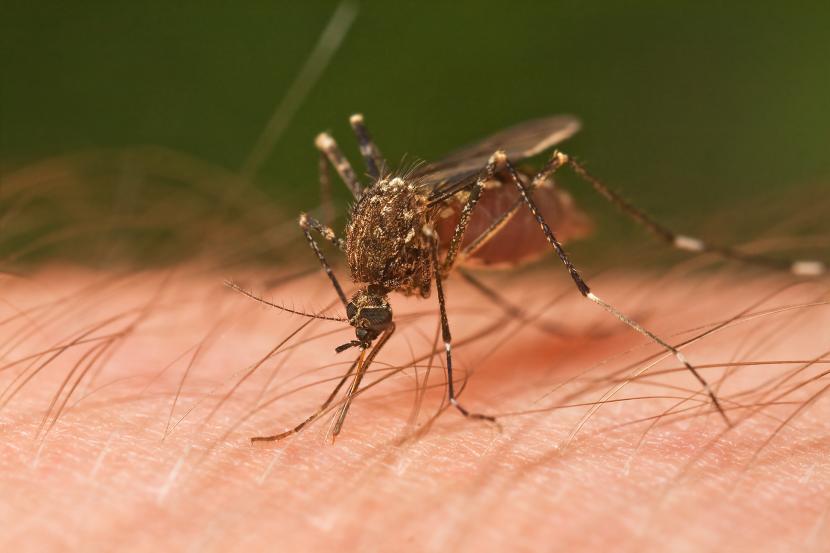 Ternyata, ada beberapa faktor yang membuat sebagian orang mudah digigit nyamuk.