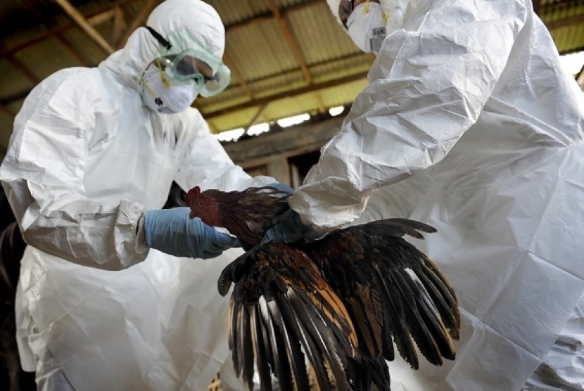 Officials from Ministry of Agriculture prepare chicken cull in Denpasar, Bali. (file photo)  