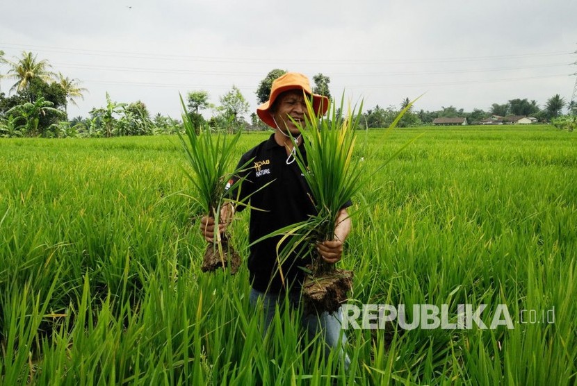 Ohim Abdurohim (50 tahun) memperlihatkan padinya yang terkena tungro yanag disebarkan wereng hijau, di Kampung Sukamanah, Kelurahan Babakan, Kamis (16/3).