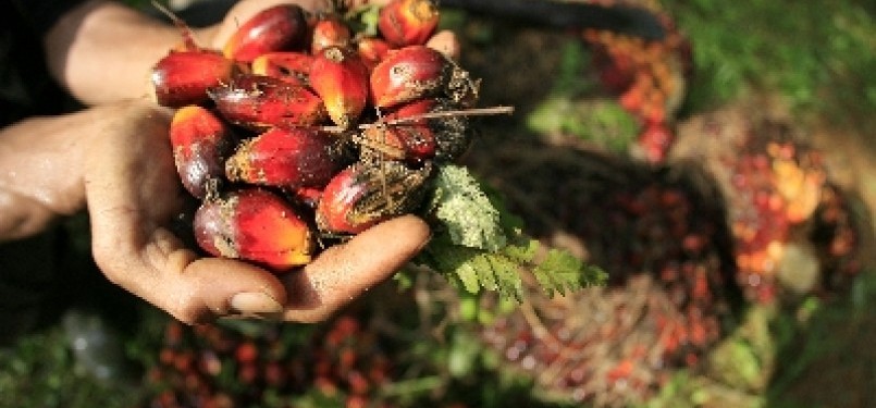 Oil palm fruit (illustration)