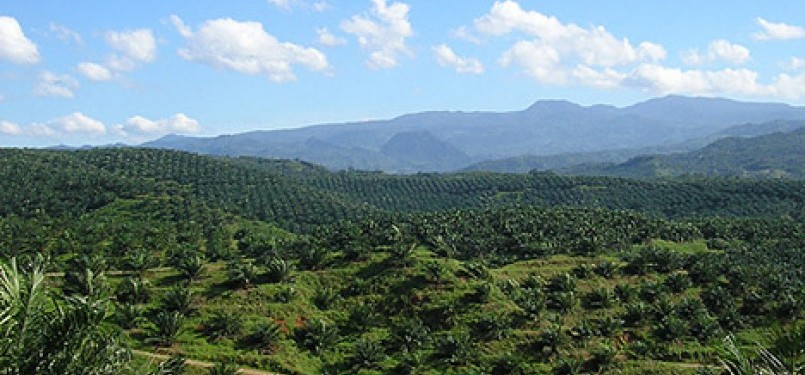 Oil palm plantation (illustration)