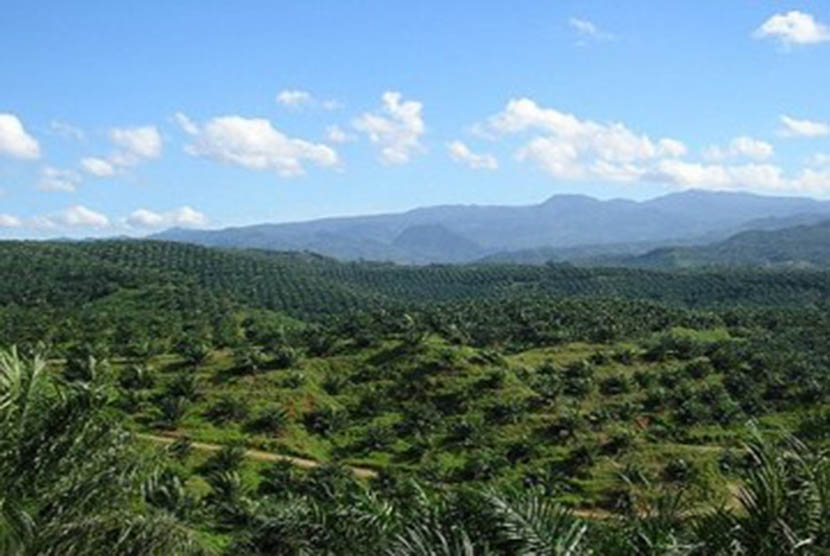 Oil Palm Plantation (Illustration)