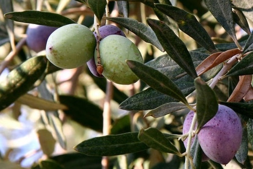 Olive tree (illustration)