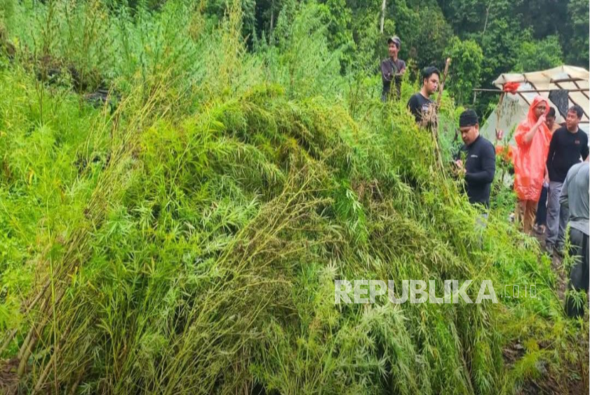 Bea Cukai Aktif dalam Pemusnahan 51,75 Hektare Ladang Ganja di Gayo Lues, Aceh