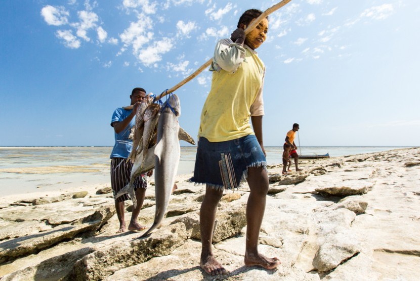 Orang tua nelayan di Madagaskar seringkali tidak mampu menyekolahkan anak mereka sehingga mereka ikut melaut memburu ikan hiu.