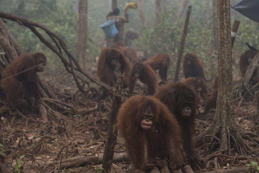 Orang utan beraktivitas di tengah kabut asap yang menyelimuti areal hutan sekolah Orang utan Yayasan Penyelamatan Orang utan Borneo (BOSF) di Arboretum Nyaru Menteng, Kalimantan Tengah, Senin (5/10). 