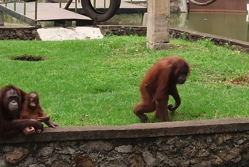 Orang utan di Taman Satwa Cikembulan, Kabupaten Garut, Jawa Barat (ilustrasi). Taman Satwa Cikembulan di Kecamatan Kadungora, Kabupaten Garut, Jawa Barat kembali beroperasi sejak Ahad (21/6) setelah sebelumnya ditutup karena pandemi Covid-19.