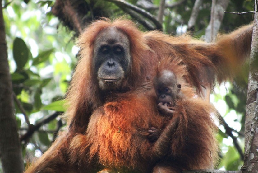 Orang utan Tapanuli (Pongo tapanuliensis) bersama bayinya di Ekosistem Batang Toru di Tapanuli, Sumatera Utara. Orang utan dengan rambut keriting dan kepala lebih kecil itu merupakan spesies baru kera besar.
