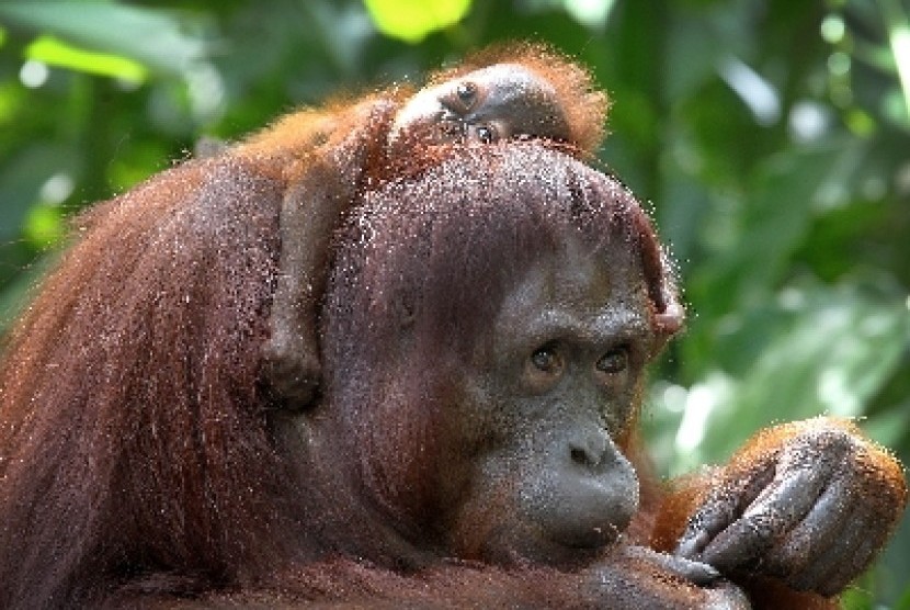 Orangutan is listed as endangered species by WWF. (illustration)