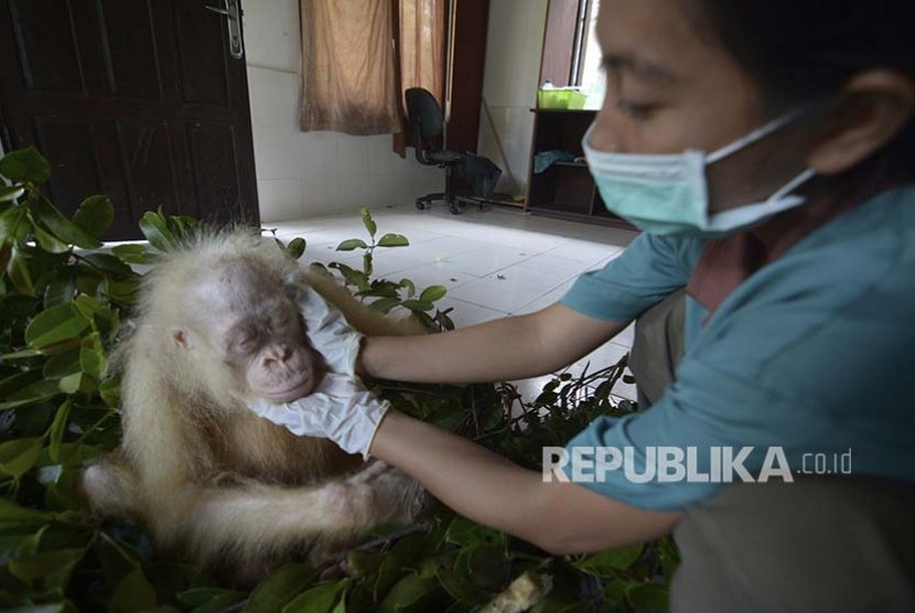 Orangutan Albino berada di BOS Foundation, Nyaru Menteng, Kalimantan Tengah, Selasa (2/5). Kondisi orangutan albino semakin baik sejak ia ditemukan pada Sabtu (29/4) di Tanggiran, Kalimantan Tengah. 