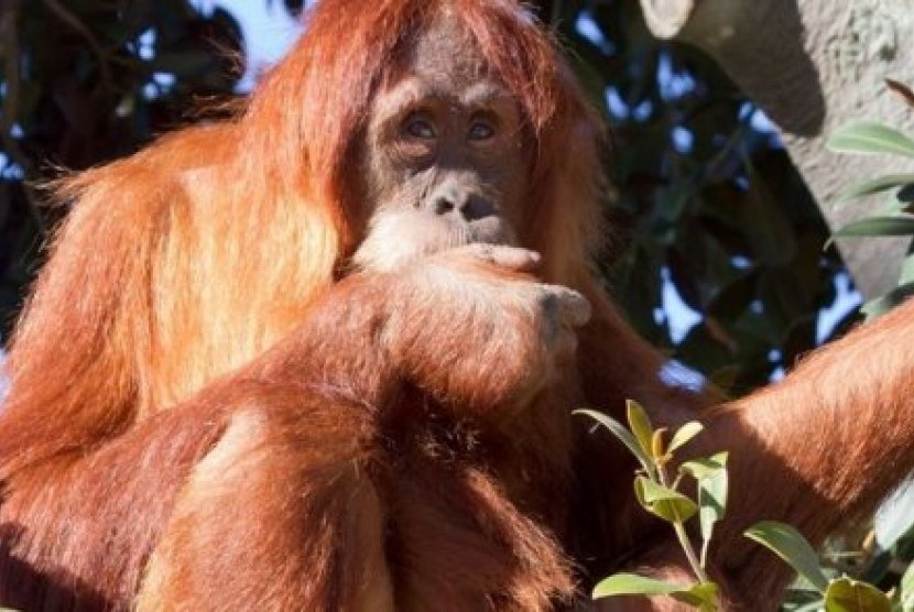 Orangutan bernama Nyaru akan dilacak keberadaannya di hutan tropis Sumatra selama 2,5 tahun setelah dilepasliarkan.