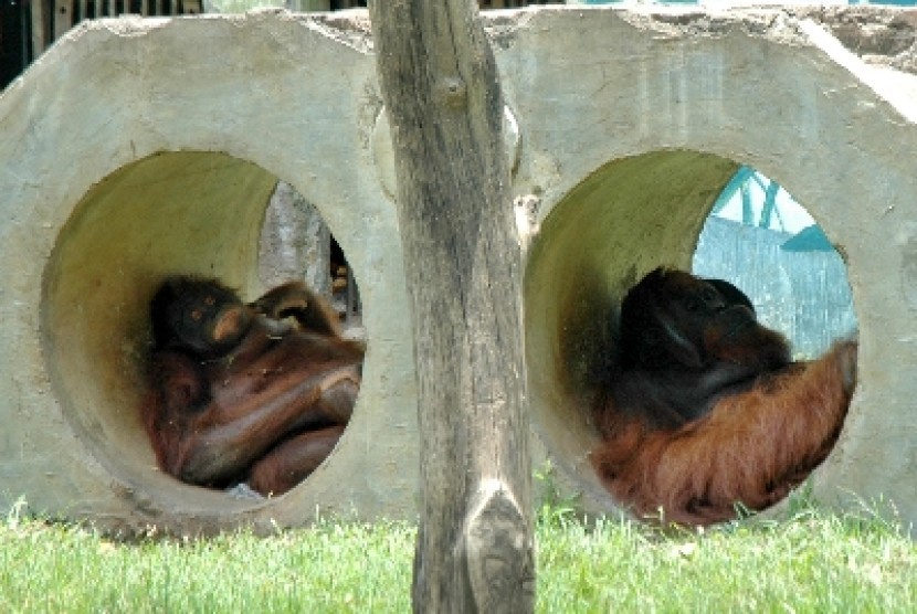 Orangutan bersantai di Taman Margasatwa Semarang, Jawa Tengah.