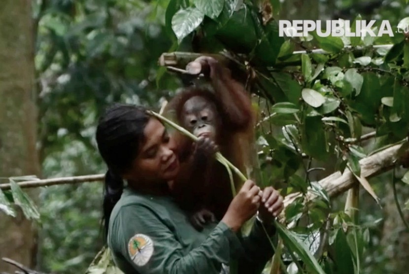 Orangutan dan pengasuhnya di Sekolah Hutan, Samboja, Kalimantan Timur