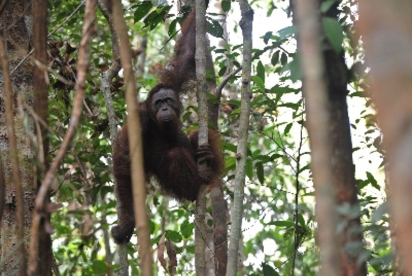 Orangutan di kawasan Hutan Seruyan, Taman Nasional Tanjung Puting, Kalteng.