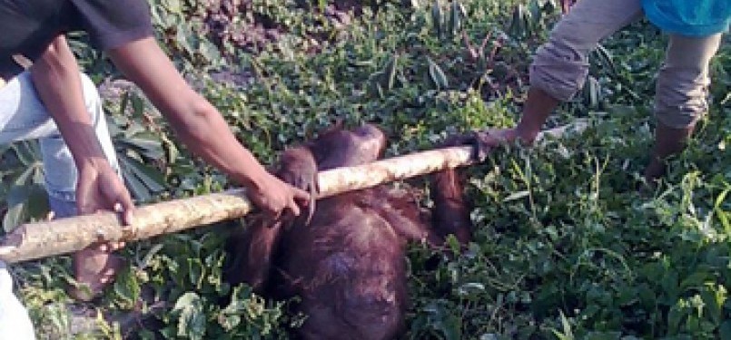 Orangutan dibunuh