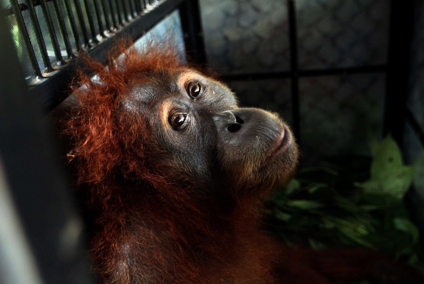 Orangutan (ilustrasi). Seekor orangutan dilepasliarkan di Cagar Alam Sibual-Buali, Tapanuli Selatan, Sumatra Utara.