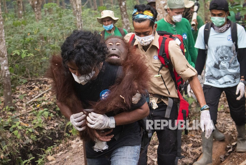 Orangutan jantan yang diberi nama Jerit digendong anggota Tim Medis International Animal Rescue (IAR) Indonesia saat dievakuasi di Desa Kuala Satong, Kecamatan Matan Hilir Utara, Kabupaten Ketapang, Kalimantan Barat, Sabtu (21/9/2019).