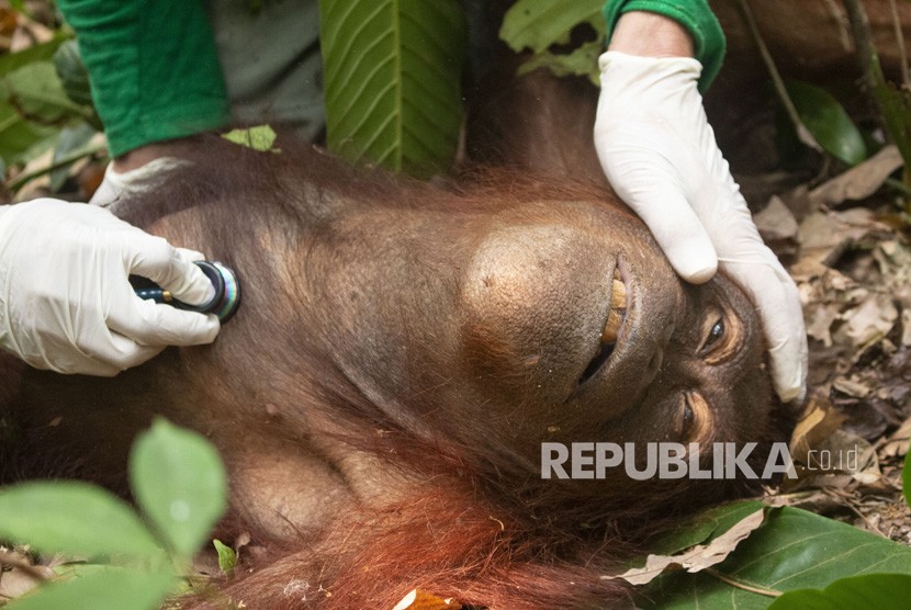 Evakuasi orangutan korban karhutla (Ilustrasi)
