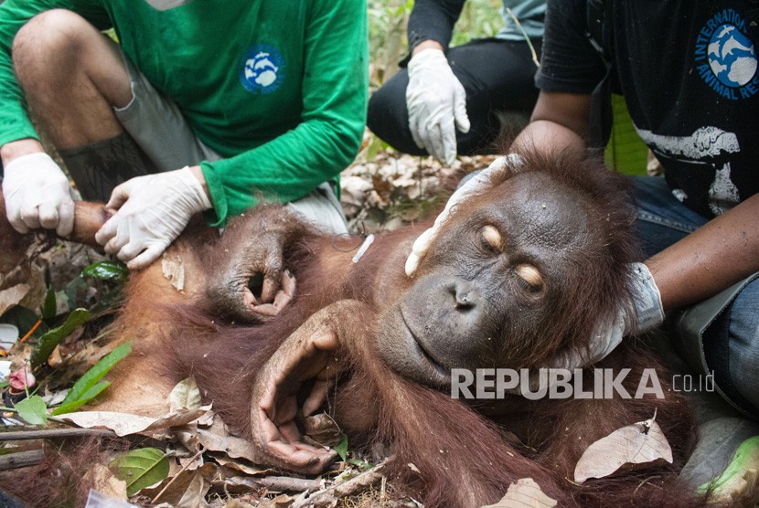 Orangutan jantan yang diberi nama Jerit diperiksa anggota Tim Medis International Animal Rescue (IAR) Indonesia saat ditemukan di Desa Kuala Satong, Kecamatan Matan Hilir Utara, Kabupaten Ketapang, Kalimantan Barat, Sabtu (21/9/2019).