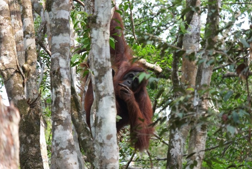 Orangutan liar terlihat di Taman Nasional Tanjung Puting. Direktur Konservasi Keanekaragaman Hayati KLHK mengatakan, 31 individu orangutan telah dilepasliarkan ke habitat alaminya dalam periode Januari hingga pertengahan April 2020