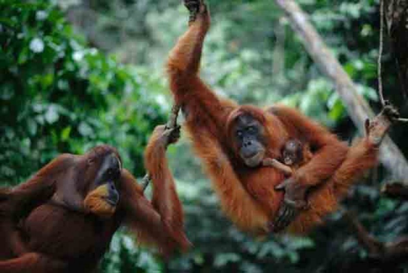 Orangutan Rawa Tripa