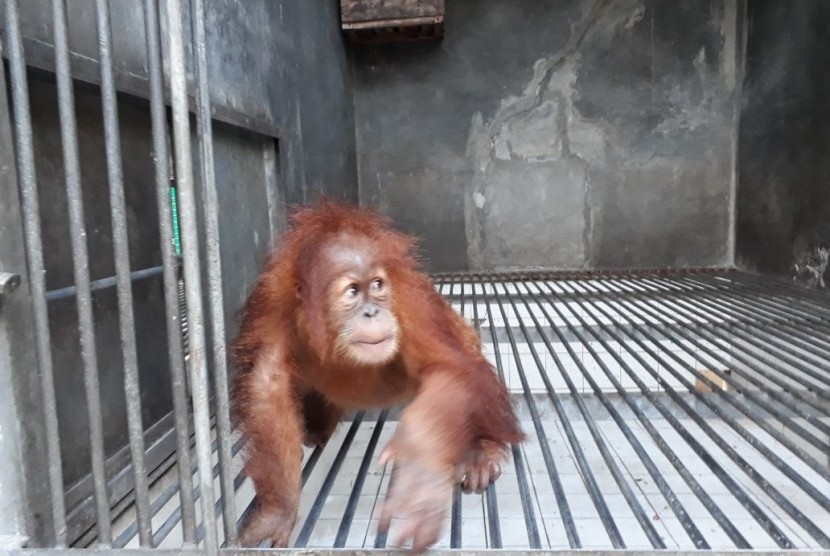 Seekor orangutan akan ditranslokasi ke tempat rehabilitasi. 