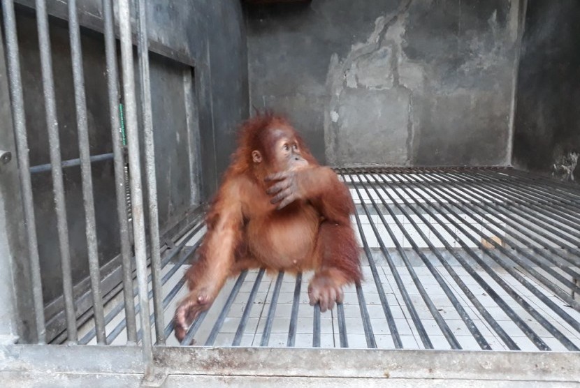 Orangutan Sumatera bernama Otan (2 tahun) akan ditranslokasi ke tempat rehabilitasi di Batu MbelinMedan, Sumatera Utara dari Pusat Penyelamatan Satwa (PPS) Tegal Alur Jakarta.