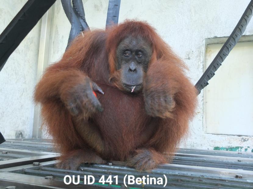 Orangutan sumatera dengan ID 411, berjenis kelamin betina dengan usia berkisar 13 tahun dan berat badan kurang lebih 41 kg.