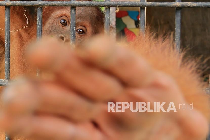 Orangutan saat ini harus bertahan di tengah kepunahan (Foto: ilustrasi orangutan)