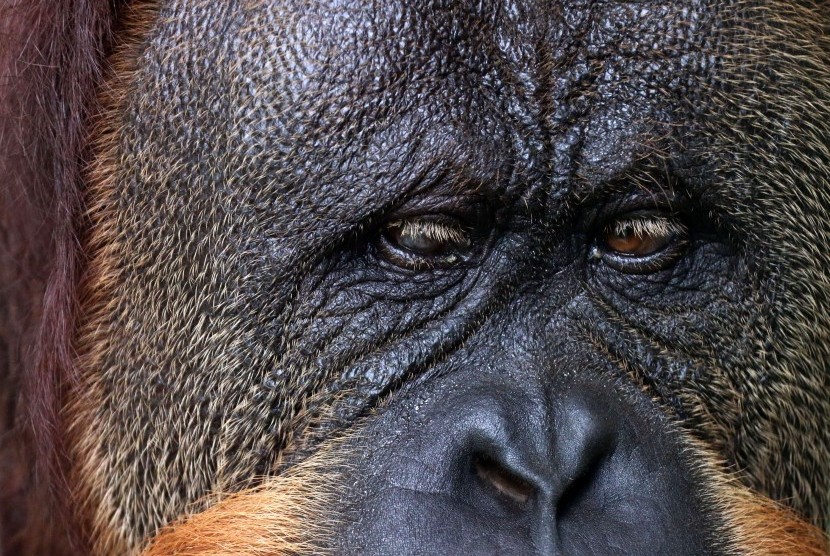 Orangutan sumatra (Pongo abelii) 