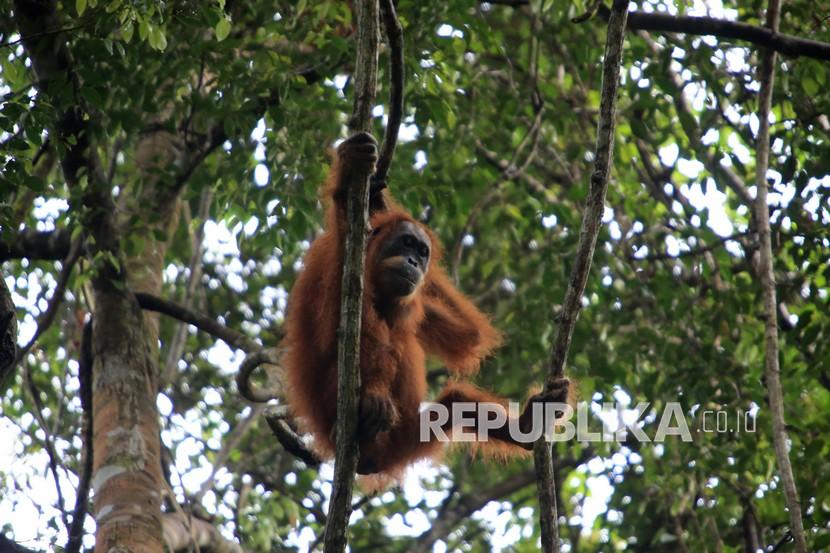 Orangutan yang Disita di Binjai Dibawa ke Pusat Rehabilitasi (ilustrasi).