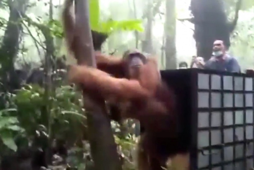Orangutan tapanuli kembali dilepasliarkan oleh Balai Besar Konservasi Sumber Daya Alam (BBKSDA) Sumatra Utara (Dok).