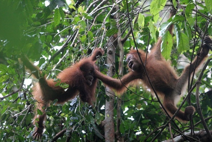 Orangutans (illustration)  