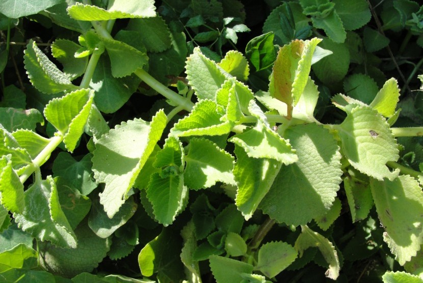 Oregano. Kandungan carvacrol pada daun oregano tampak bisa mengurangi lemak visceral.