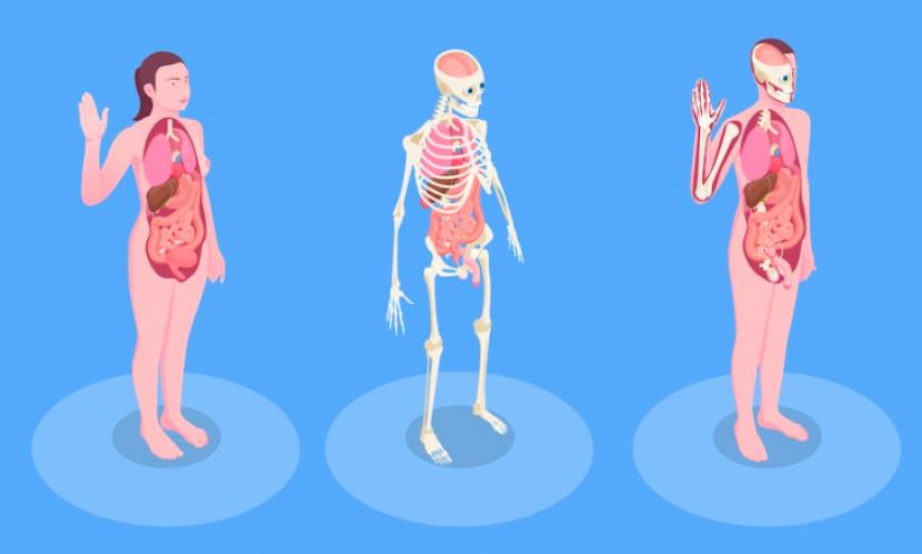 Tubuh manusia (llustrasi). Setidaknya ada 10 fakta menakjubkan tentang tubuh manusia.