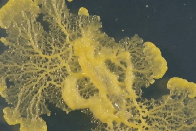 Organisme kuning misterius yang disebut blob. Ilmuwan belum bisa menentukan apakah ia tanaman atau hewan.