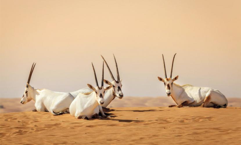 Oryx Arab Kembali Hidup di Gurun Saudi