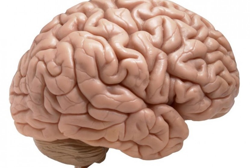 Gejala infeksi amuba pemakan otak. (Ilustrasi)